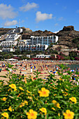 View of beach over yellow flowers, Puerto Rico, Gran Canaria, Canary Islands