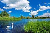 Lake scene with swan, Lakes and Mountains, Natural World