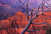 View over Grand Canyon with dead tree, Grand Canyon National Park, Arizona, USA