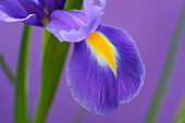 Close up of blue iris, Flowers and Foliage, Natural World