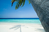 Palm tree and shadow on beach, General, The Maldives