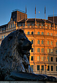 Lion statue in Trafalgar Square, London, UK, England