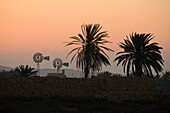 Windräder und Palmen bei Sonnenaufgang, Fuerteventura, Kanarische Inseln, Spanien, Europa