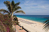 Seaside promenade with palm trees in the sunlight, Playa del Matorral, Playa de Jandia, Morro Jable, Jandia peninsula, Fuerteventura, Canary Islands, Spain, Europe