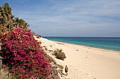 Flowers and sandy beach in the sunlight, Playa del Matorral, Playa de Jandia, Morro Jable, Jandia peninsula, Fuerteventura, Canary Islands, Spain, Europe