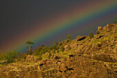 Rainbow above canarian pine trees, Valley of El Risco, Parque Natural de Tamadaba, Gran Canaria, Canary Islands, Spain, Europe