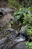 Brook at Masca canyon, Barranco de Masca, Parque rural de Teno, Tenerife, Canary Islands, Spain, Europe