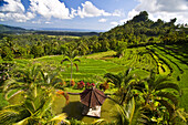 terraced rice fields, Indonesia Bali