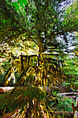 Trees with moos in old groth forest in Cathedral Grove McMillan Provincial Park on Vancouver Island, Canada, North America