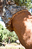 Bark of a cork oak, Sao Teotonio, Algarve, Portugal