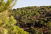 Pinien am Hang, Pinienwald, Vilo do Bispo, Algarve, Portugal