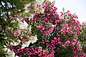 Rosa und weiße Blueten, Strauch, Almancil, Algarve, Portugal