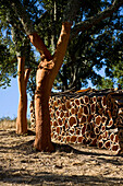 Cork oak tree with cork barks, Alcoutim, Algarve, Portugal