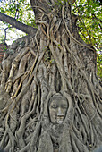 Buddhakopf von Wurzeln umschlossen, Ayutthaya, Wat Mahatat, Thailand, Asien