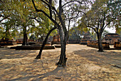 Wat Phra Si Sanphet, Bäume und Reste von Chedis, Ayutthaya, Thailand, Asien