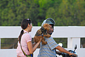 Paar mit Hund auf Motorrad, Chiang Mai, Thailand, Asien