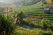 Fields in the morning light in the hills, Mae Sariang, Province Mae Hong Son, Thailand, Asia
