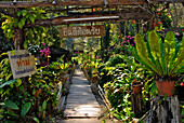 Garten mit Orchideen, Restaurant an Wasserfall, Mae Rim Valley, Provinz Chiang Mai, Thailand, Asien