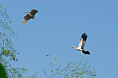 Flying storks nesting near Lopburi, Central Thailand, Lopburi province, Thailand, Asia