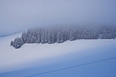 Black forest in a winter scenery, near Breitnau, Black Forest, Baden Wurttemberg, Germany