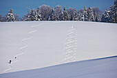 Wintertag, Spuren eines Skifahrers im Schnee am Thurner, Schwarzwald, Baden-Württemberg, Deutschland, Europa