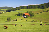Sommermorgen bei Titisee-Neustadt-Schwärzenbach, Hof, Schwarzwald, Baden-Württemberg, Deutschland, Europa