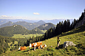 Wanderer auf einer Almwiese mit Kühen, Bayern, Deutschland