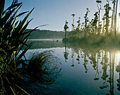 Flachsplanzen am Ufer des Lake Wahapo bei Sonnenaufgang, Westland Nationalpark, Westküste, Südinsel, Neuseeland