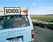 Maori children in a school bus in traffic jam, flock of sheep on highway 35, North Island, New Zealand