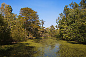 Bayou bei Attakapas Landing am Lake Verret, bei Pierre Part, Louisiana, Vereinigte Staaten, USA