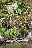 Alligator auf einem Baumstumpf unter einer Palmetto, Attakapas Landing am Lake Verret, bei Pierre Part, Louisiana, Vereinigte Staaten, USA