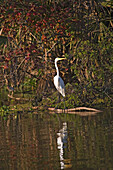 Great egret in a bayou near Attakapas Landing on Lake Verret, near Pierre Part, Louisiana, USA