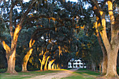 Südstaatentraum: eine alte Eichenallee führt zur Rosedown Plantation, St. Francisville, Louisiana, Vereinigte Staaten, USA