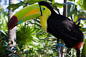 Keel-billed toucan, State of Quintana Roo, Peninsula Yucatan, Mexico