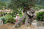 Mädchen klettert auf alten Olivenbaum im Künstlerort Deià, Mallorca, Balearen, Spanien, Europa