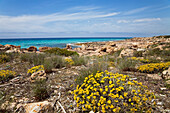 Coast area with flowers under clouded sky, Platja d'es Caragol, Mallorca, Balearic Islands, Mediterranean Sea, Spain, Europe