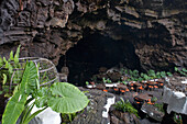 Restaurant at a volcanic cave, Jameos del Agua, hollow lava tunnel, architect Cesar Manrique, UNESCO Biosphere Reserve, Lanzarote, Canary Islands, Spain, Europe