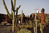 Windmill and cacti, botanical garden, Jardin de Cactus, artist and architect Cesar Manrique, Guatiza, UNESCO Biosphere Reserve, Lanzarote, Canary Islands, Spain, Europe