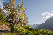 Mandelbaum mit Mandelblüte bei La Caldera über der Schlucht, Barranco de las Angustias, Nationalpark, Parque Nacional Caldera de Taburiente, Riesenkrater eines erloschenen Vulkans, Krater, Vulkan, Vulkanismus, Caldera de Taburiente, Naturschutzgebiet, UNE