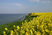 Rape-seed,  the Baltic Sea steep coast,  Stohl,  the Baltic Sea,  Schleswig-Holstein,  Germany