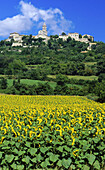 Sunflowers and La Garde-Adhémar village in background,  Drôme,  Rhône-Alpes,  France