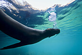 Galapagos sea lion Zalophus wollebaeki underwater at Bartolome Island in the Galapagos Island Archipeligo,  Ecuador Pacific Ocean