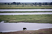 African elephant (Loxodonta africana),  aerial view on the Okavango Delta,  Botswana