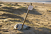 Grey Seal Halichoerus grypus Pup