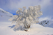 Abedul (Betula pendula) cubierto de nieve y hielo. Valle de Arán. Lleida