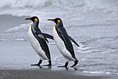 King Penguin (Aptenodytes patagonica). Salisbury Plain,  South Georgia,  SGSSI,  UK