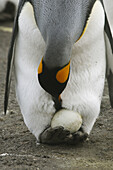 King Penguin (Aptenodytes patagonica). Saint Andrew,  South Georgia,  SGSSI,  UK