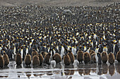 King Penguin (Aptenodytes patagonica). Saint Andrew,  South Georgia,  SGSSI,  UK