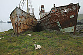 Old ships and vertebra of whale,  whaling station,  Grytviken,  South Georgia,  SGSSI,  UK