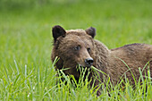 Grizzly Bear eating grass in the Khuzemateen Grizzly Bear Sanctuary,  British Columbia,  Canada